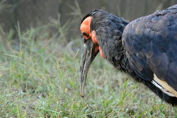 ミナミジサイチョウ