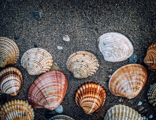 collection of clam shells on wet sand top view closeup, space for your text