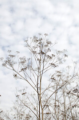 Dry field plant against sky