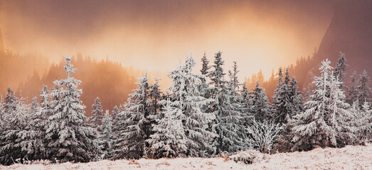 winter landscape with snowy fir trees in the mountains