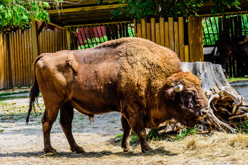 American bison in a corral at farm
