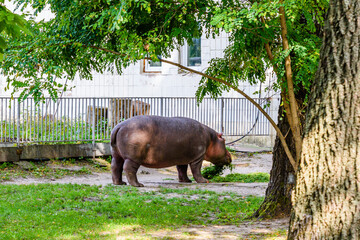 Hippopotamus (Hippopotamus amphibius). Young female of the hippo