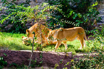 Big lionesses (Panthera leo) resting among the green vegetation