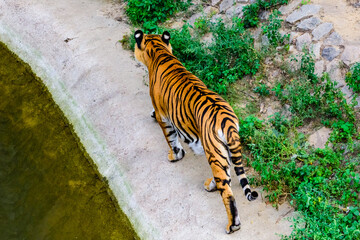 Fototapeta na wymiar Big striped tiger (Panthera tigris) walking among the green vegetation