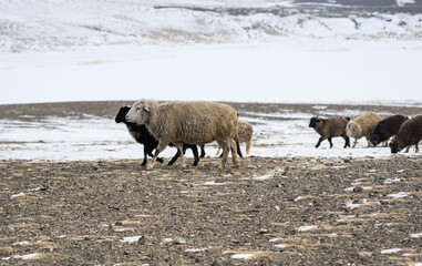 Herd of sheeps in Kurai steppe