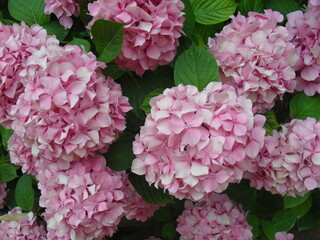 flower, petals, nature, plants, summer, spring, bouquet