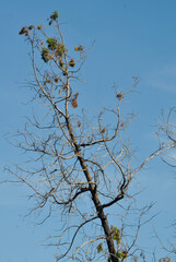 tree branches against blue sky