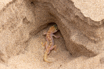 Ein Namibgecko gräbt sich für die heisse Tageszeit eine Höhle im Sand in der Draufsicht