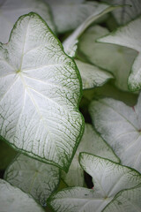 Top view of Caladium bicolor leaves,exotic houseplant with white and green color.Macro photography.