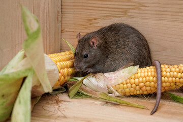 eine braune Ratte (rattus norvegicus) sitzt in einer vorratskammer zwischen maiskolben