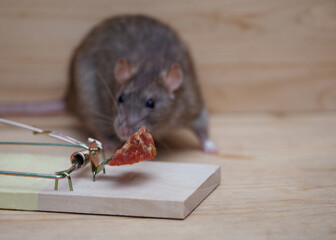 eine braune Ratte (rattus norvegicus) sitzt hinter einer rattenfalle mit wurst als köder