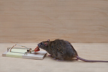 eine braune Ratte (rattus norvegicus) sitzt neben einer rattenfalle und schnüffelt an der wurst