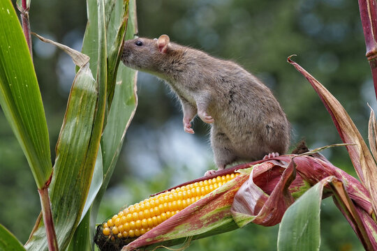 eine braune Ratte (rattus norvegicus) klettert auf einer maispflanze zwischen maiskolben