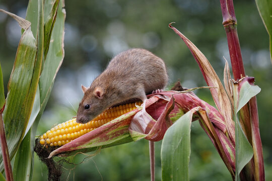 eine braune Ratte (rattus norvegicus) klettert auf einer maispflanze zwischen maiskolben
