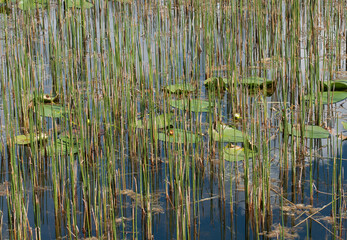 Green and brown plant vegetation populates Florida tropical marsh water.