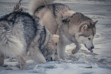 Malamutes drinking water from a frozen river. Two Northern Breed dogs tired after a long winter hike. Selective focus on the animals, blurred background.