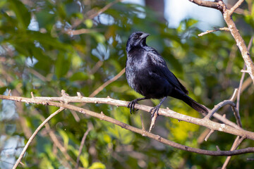 The Shiny Cowbird also Know Chupim. All the beauty and the presence of the most typical black bird in Brazil. Species Molothrus bonariensis. Birdwatcher. Birding