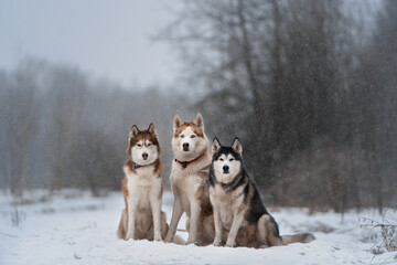 Three huskies sit in snow © Mighty