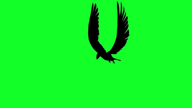 3d animation - silhouette of condor in flying  on green screen