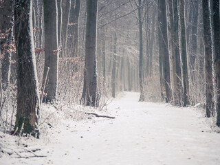 Ein schneebedeckter Wanderweg im dichten Wald