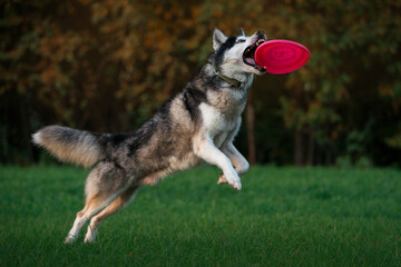 Husky catching frisbee