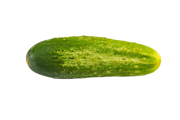 cucumber isolated on white background in portrait