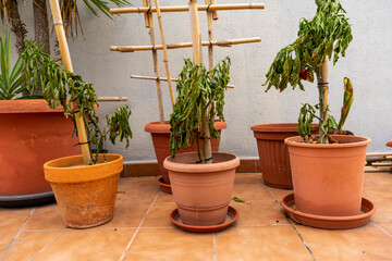 Red bright and juicy bell pepper hanging on a gray withered stem. Autumn cooling spoils the garden.