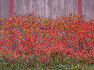 Herbstliche Blätter des Götterbaums vor einer Lärmschutzwand
