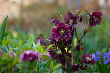 Christmas rose or Lenten hellebore or Snow Rose. Helleborus orientalis Queens Double Red