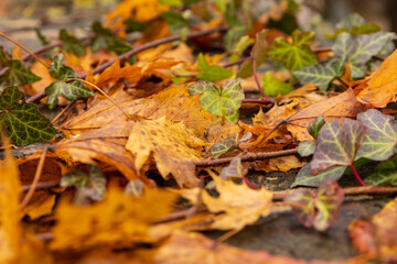 Herbstlaub