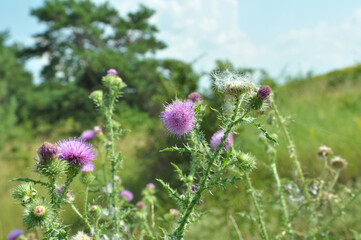 Fototapeta premium Thistle (Carduus acanthoides) grows in nature in summer