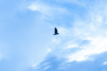 Cielo de ave