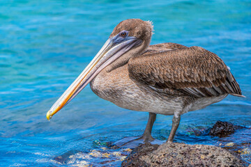 Galapagos Brown Pelican
