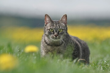 portrait of a beautiful tabby cat. Felis silvestris catus. Spring in the nature. Portrait of a domestic animal.