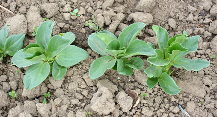Horse bean (Vicia faba) grows in the soil