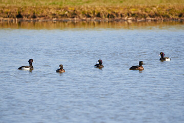 Tufted Ducks on the lake ( Aythya fuligula ) Birds on the lake