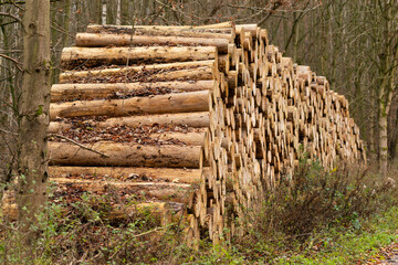 holz baumstämme wald abholzung brennholz holzverarbeitung