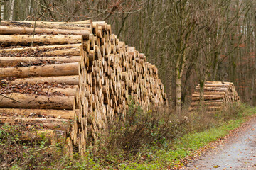 holz baumstämme wald abholzung brennholz holzverarbeitung
