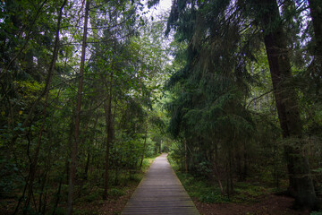 footpath in the woods