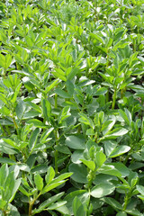 Horse bean (Vicia faba) grows in the soil