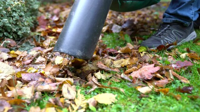 In autumn there is a man with a leaf vacuum cleaner in the garden. Close up of how the device sucks leaves. Real time and original sound.