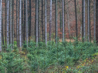 Obraz premium Wiederaufforstung im Mischwald