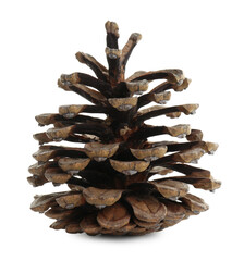 Beautiful dry pine cone isolated on white