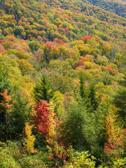 Mountain Hillside in Autumn Sun - Background