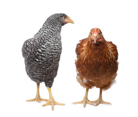 Two different beautiful chickens on white background. Domestic animals