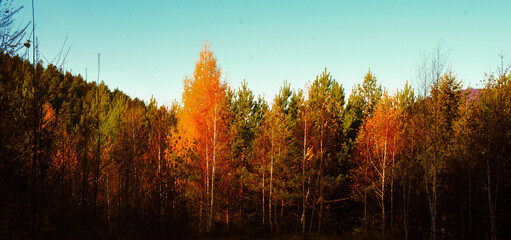 Autumn forest