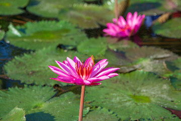 Dragonfly in pink water lotus in botanical tropical garden