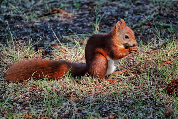 Full body of red squirrel in the park