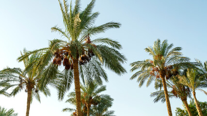 Fototapeta na wymiar The tops of date palms against a blue clear sky.