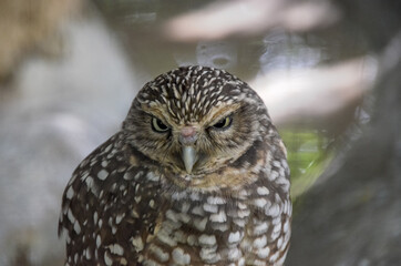Owl closeup